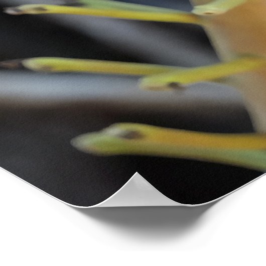 Cannonball Tree Flower Poster (Hoek)