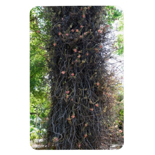 Cannonball Tree foto magneet (Verticaal)