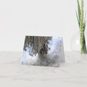 Cannonball Tree, Old Quebec City, Quebec, Canada Bedankkaart