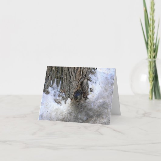 Cannonball Tree, Old Quebec City, Quebec, Canada Bedankkaart (Voorkant)