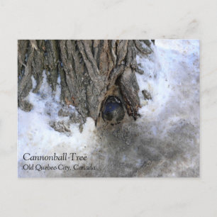 Cannonball Tree, Old Quebec City, Quebec, Canada Briefkaart