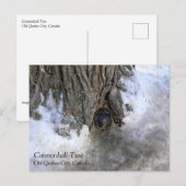 Cannonball Tree, Old Quebec City, Quebec, Canada Briefkaart (Voorkant / Achterkant)