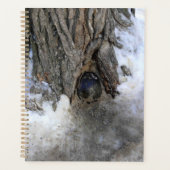 Cannonball Tree, Old Quebec City, Quebec, Canada Planner (Voorkant)