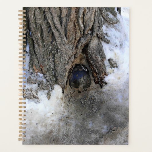 Cannonball Tree, Old Quebec City, Quebec, Canada Planner (Voorkant)