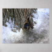 Cannonball Tree, Old Quebec City, Quebec, Canada Poster (Voorkant)