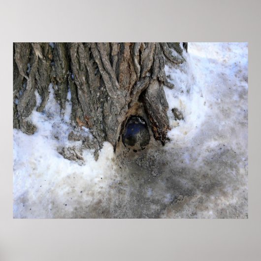 Cannonball Tree, Old Quebec City, Quebec, Canada Poster (Voorkant)