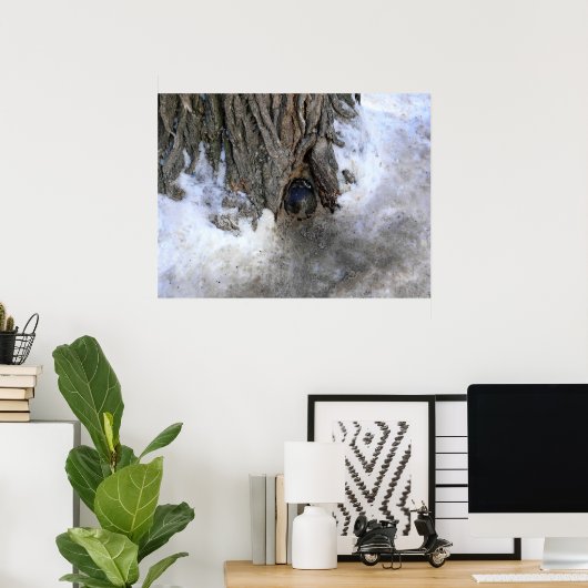 Cannonball Tree, Old Quebec City, Quebec, Canada Poster (Thuiskantoor)