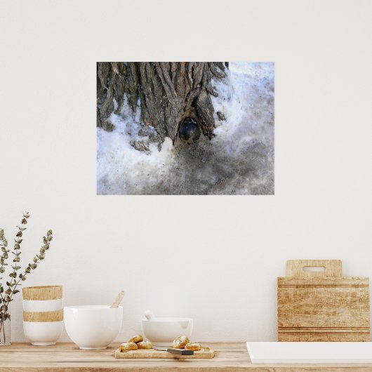 Cannonball Tree, Old Quebec City, Quebec, Canada Poster (Keuken)