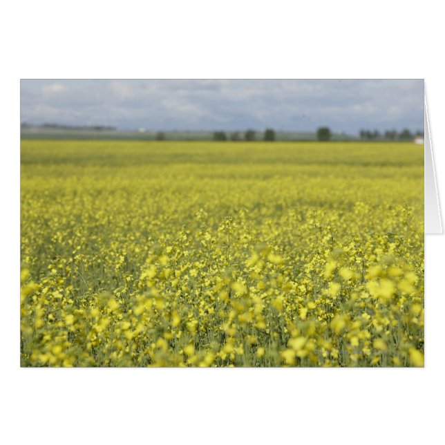 Canola bloeiend in het veld. (Voorkant Horizontaal)