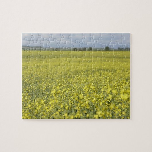 Canola bloeiend in het veld. legpuzzel (Horizontaal)