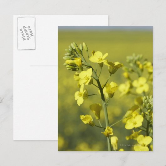 Canola bloeit in het veld. 3 briefkaart (Voorkant / Achterkant)