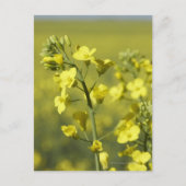 Canola bloeit in het veld. 3 briefkaart (Voorkant)