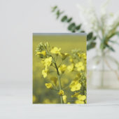 Canola bloeit in het veld. 3 briefkaart (Staand voorkant)