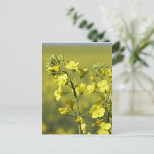 Canola bloeit in het veld. 3 briefkaart (Staand voorkant)