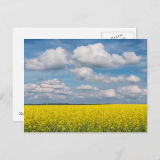 Canola Field Briefkaart (Voorkant / Achterkant)