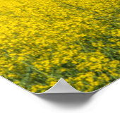 Canola Field Poster (Hoek)