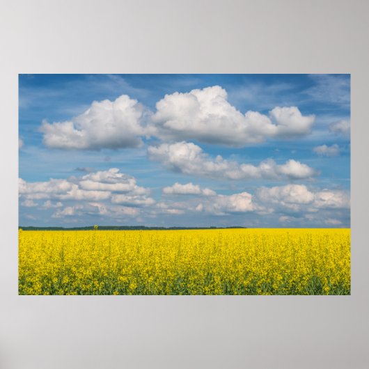 Canola Field Poster (Voorkant)