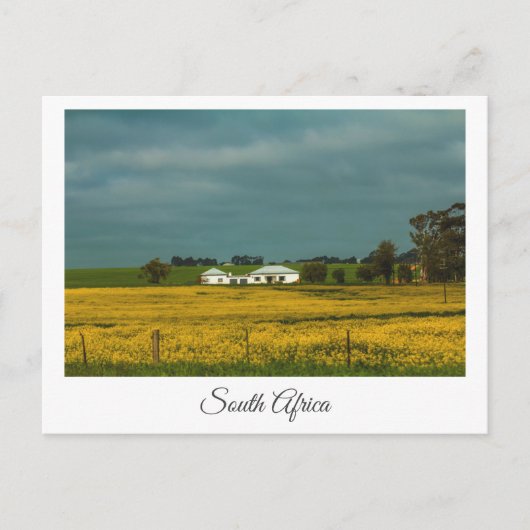 Canola Fields South Africa Landscape Briefkaart (Voorkant)