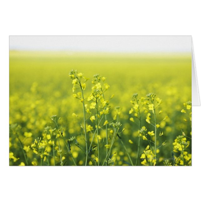 Canola Flowering in Field. (Voorkant Horizontaal)