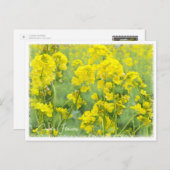 Canola Flowers Briefkaart (Voorkant / Achterkant)