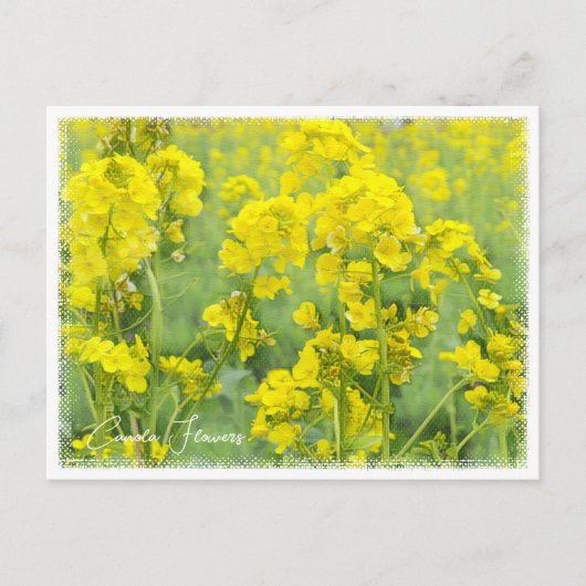 Canola Flowers Briefkaart (Voorkant)