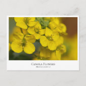 Canola Flowers Briefkaart (Voorkant)