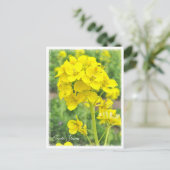 Canola Flowers Briefkaart (Staand voorkant)
