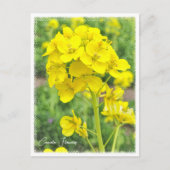 Canola Flowers Briefkaart (Voorkant)