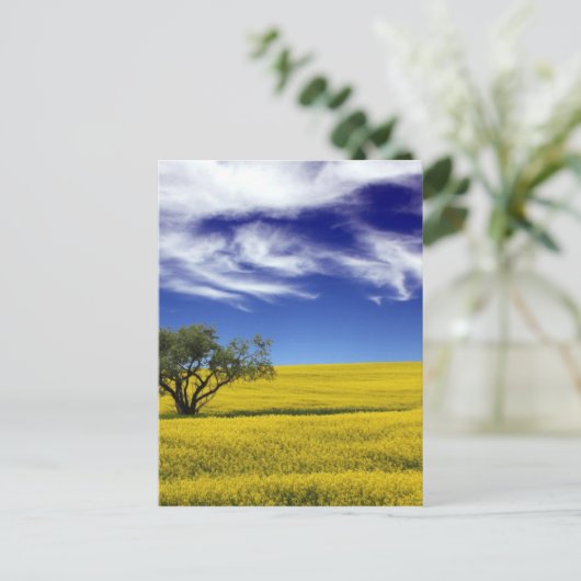Canola Sky, Saskatchewan, Canada Briefkaart (Staand voorkant)