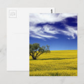 Canola Sky, Saskatchewan, Canada Briefkaart (Voorkant / Achterkant)
