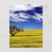 Canola Sky, Saskatchewan, Canada Briefkaart (Voorkant)