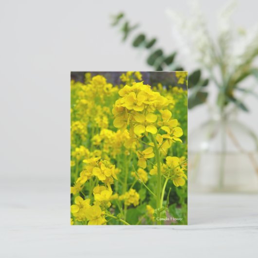 Canolabloem [Briefkaart] Briefkaart (Staand voorkant)