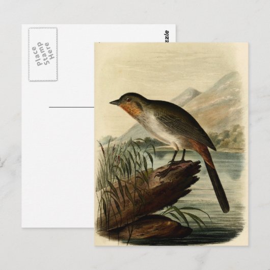 Canon Finch Briefkaart (Voorkant / Achterkant)