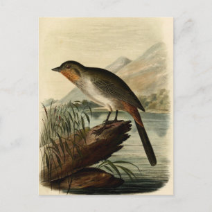 Canon Finch Briefkaart