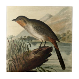 Canon Finch Tegeltje