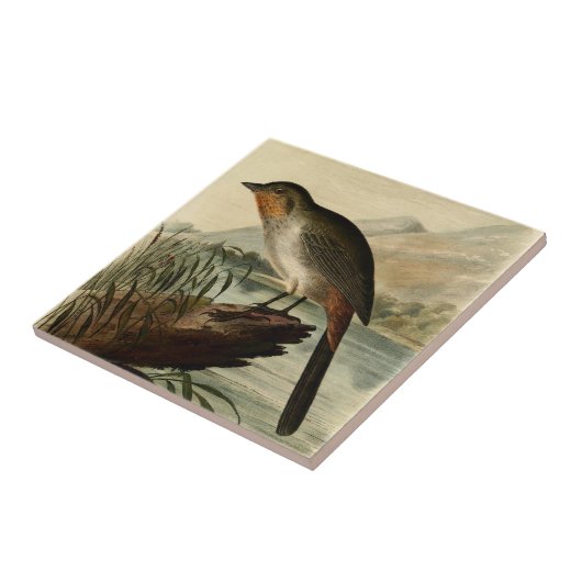 Canon Finch Tegeltje (Zijkant)