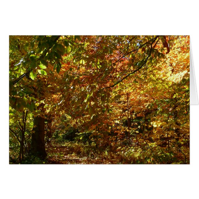 Canopy of Fall Leaves II Yellow Autumn Photography (Voorkant Horizontaal)