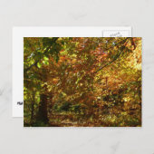Canopy of Fall Leaves II Yellow Autumn Photography Briefkaart (Voorkant / Achterkant)