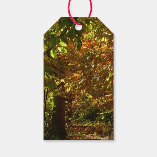 Canopy of Fall Leaves II Yellow Autumn Photography Cadeaulabel (Voorkant)