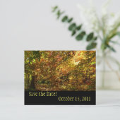 Canopy of Fall Leaves Save the Date Briefkaart (Staand voorkant)