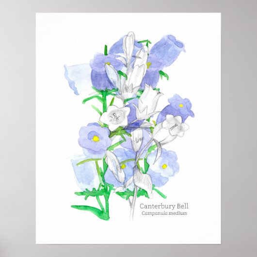 Canterbury Bells Taal van Bloemen Victoriaans Poster (Voorkant)
