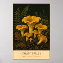 Cantharel - Vintage Botanische Illustratie
