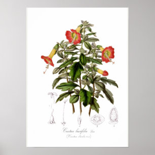 Cantua buxifolia poster