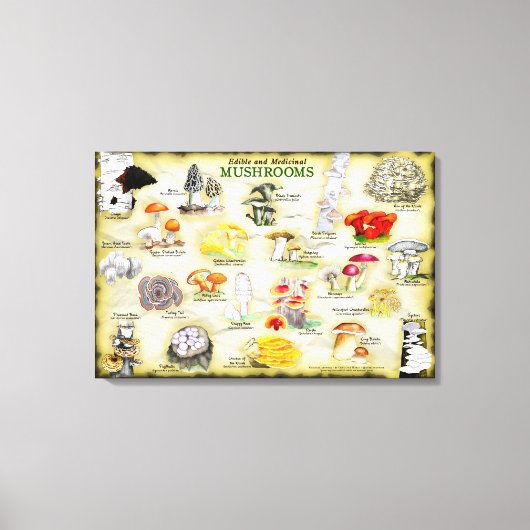 Canvas 30x20 Paddenstoelen (Voorkant)