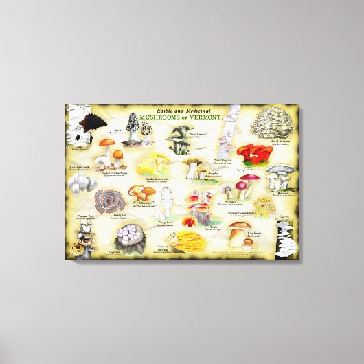 Canvas 30x20 Paddenstoelen van Vermont (Voorkant)