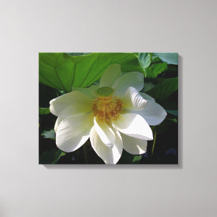 Canvas Afdrukken met fijne witte Lotus Flower