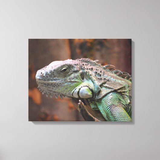 Canvas Afdrukken met kleurrijke Iguana hazard (Voorkant)