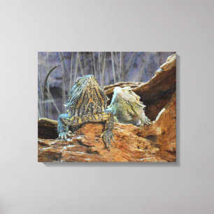 Canvas afdrukken met nieuwsgierige lizards