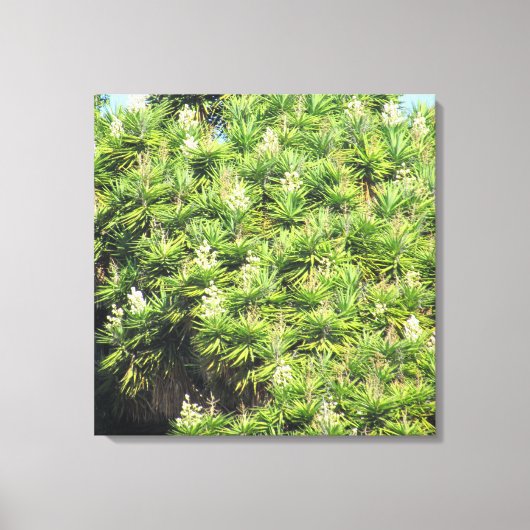 Canvas Afdrukken - Planten Yucca (2) (Voorkant)