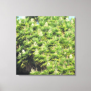 Canvas Afdrukken - Planten Yucca (2)